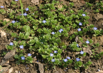 Persischer Ehrenpreis (Veronica persica) - © Emanuel Trummer